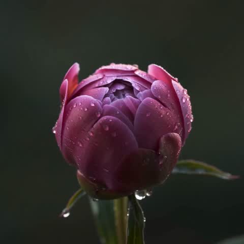 A magenta peony in bloom